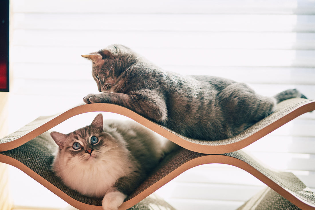 Cat Cellarで猫が仲良くなる効果！？多頭飼いにおすすめの爪とぎキャットセラー