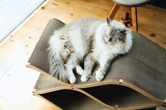 箱に入る理由は、猫の快適温度？