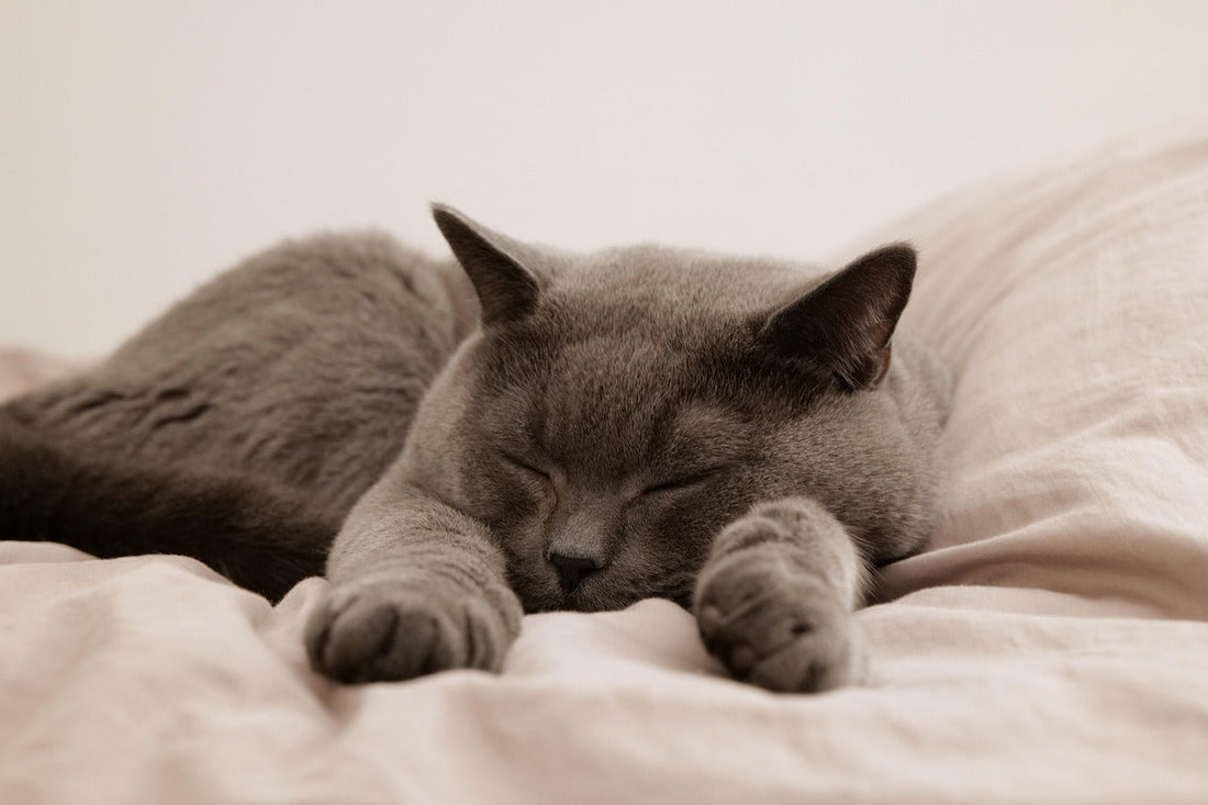 監修獣医師にゃんとすの猫コラム　キャットフードの与え方について、正しいのは？