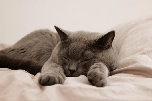 監修獣医師にゃんとすの猫コラム　キャットフードの与え方について、正しいのは？