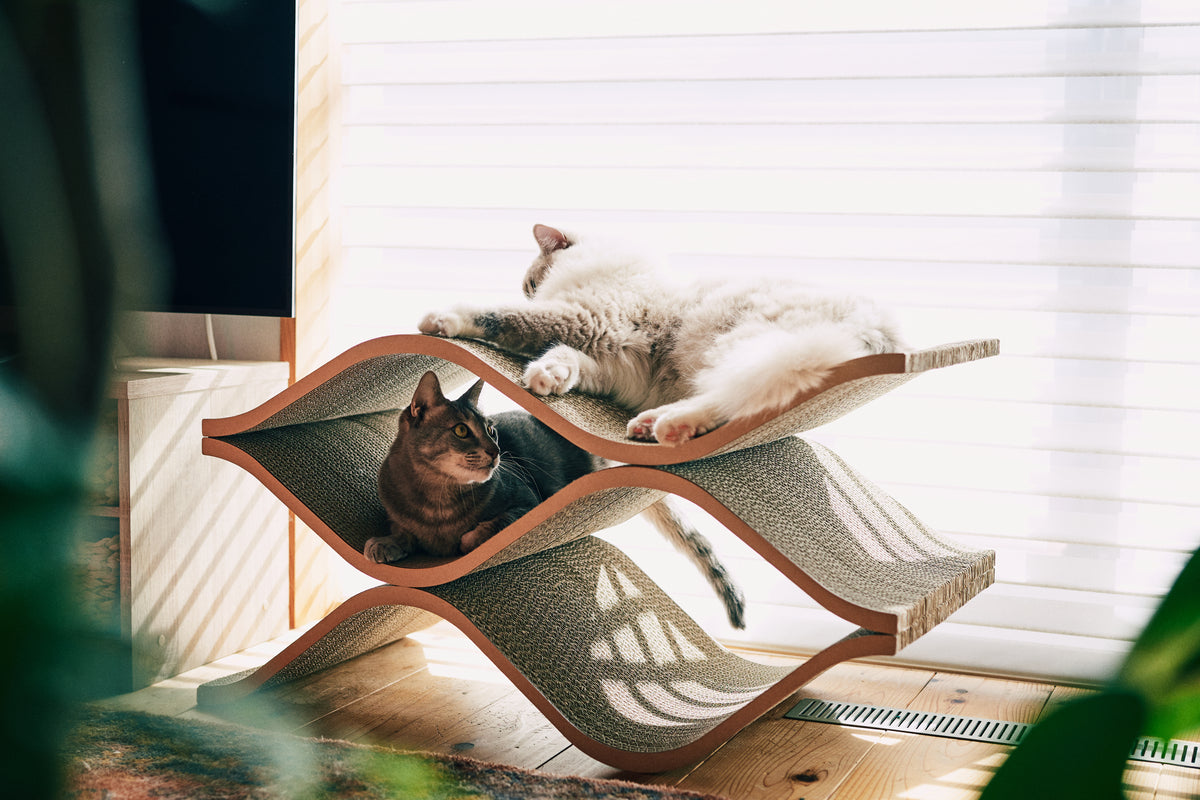 Cat Cellar